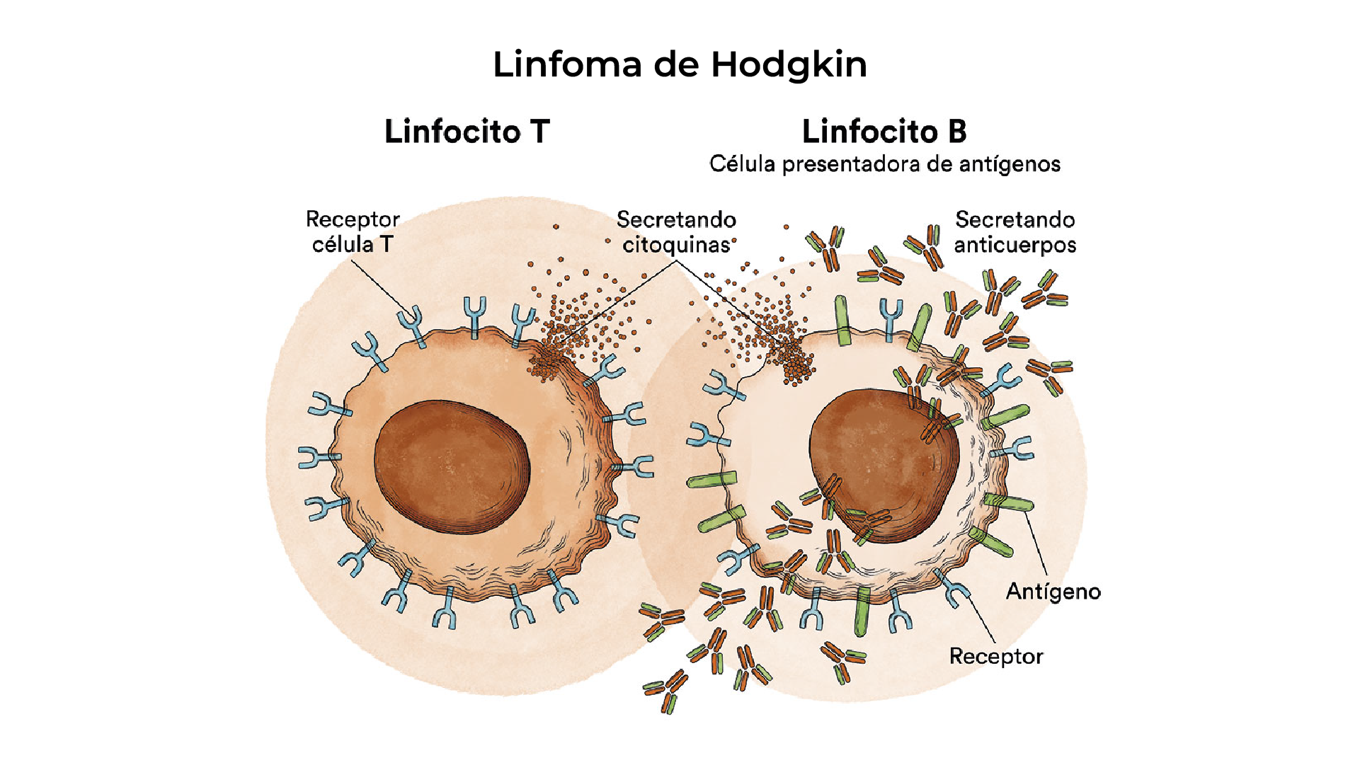 Comparación de conteo normal vs. anemia